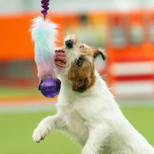 Doggie-zen kampleke med fuskepels og KONG squeezz