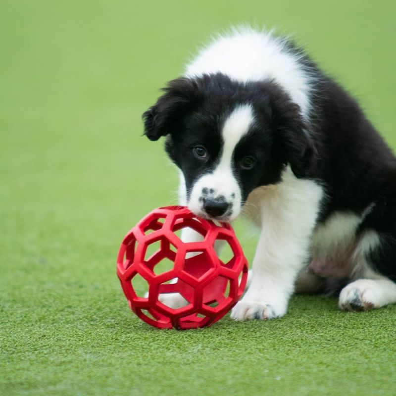 Hol-ee Roller nettingball