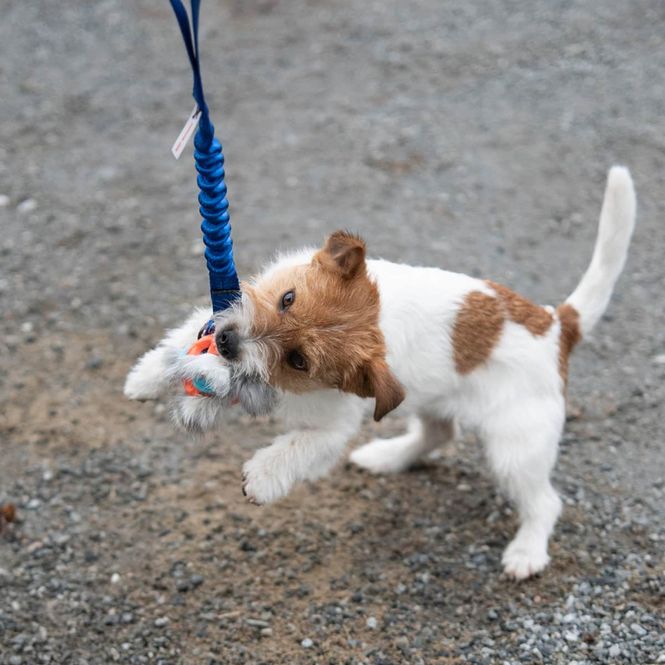 Hovedbilde Doggie-Zen Kampleke med Chuckit Breathe og ...
