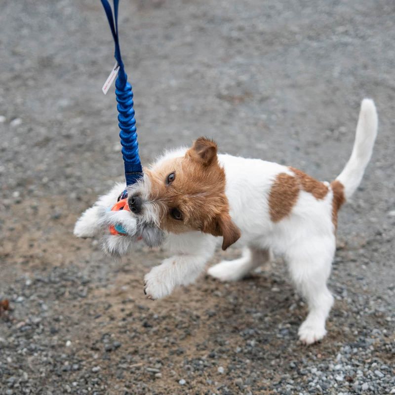 Doggie-Zen Kampleke med Chuckit Breathe og kaninpels
