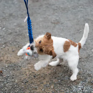 Hovedbilde Doggie-Zen Kampleke med Chuckit Breathe og ...