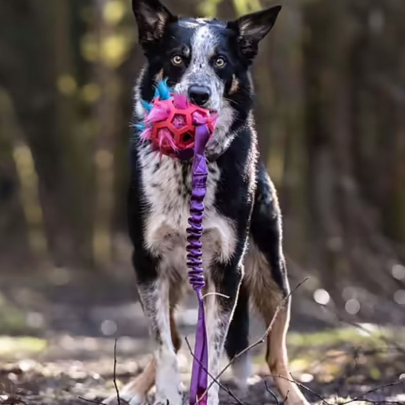 Doggie-Zen Hol-ee giggler