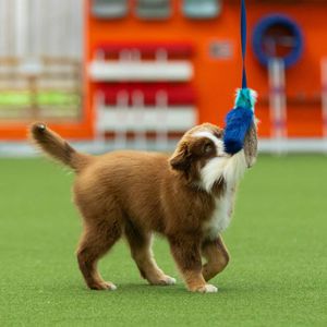Hovedbilde Doggie-Zen Blekksprut jaktleke med sau og kanin