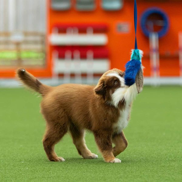 Doggie-Zen Blekksprut jaktleke med sau og kanin