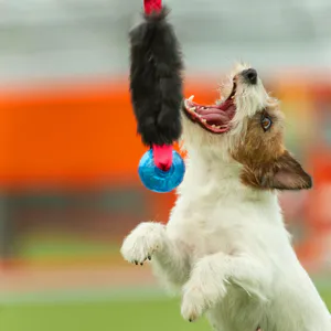 Hovedbilde Doggie-zen kampleke med kaninpels og KONG squeezz