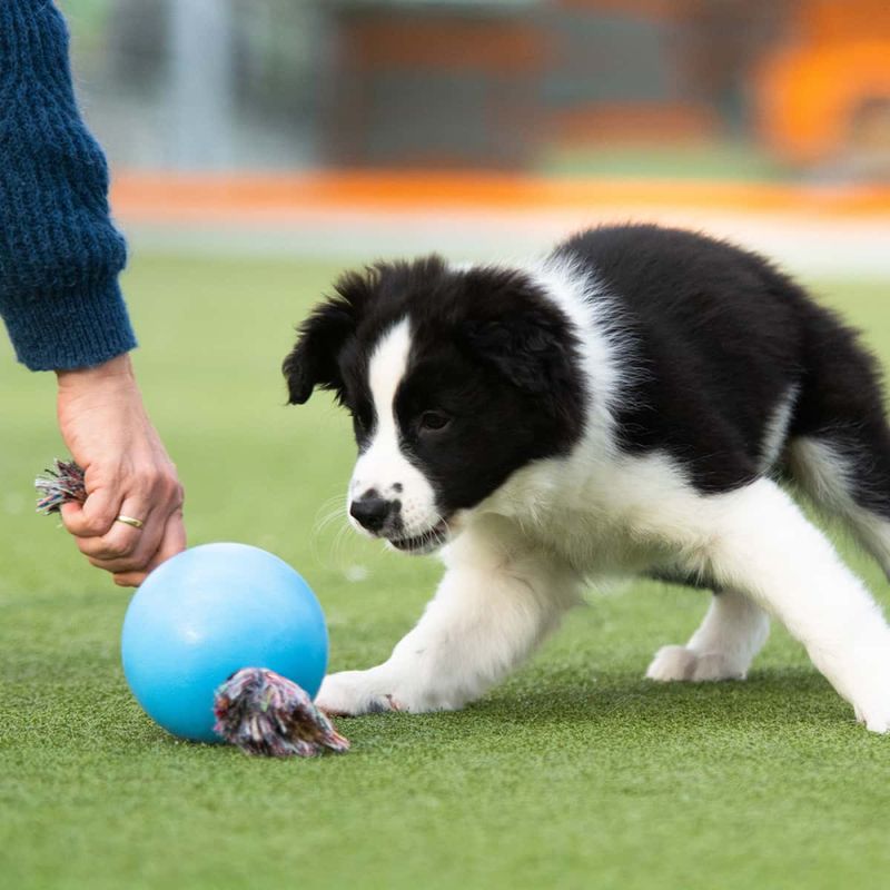 Jolly Pets Romp-n-roll