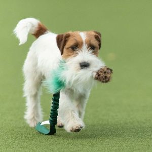 Hovedbilde Doggie-zen Kampleke med kanin, fusk og sau