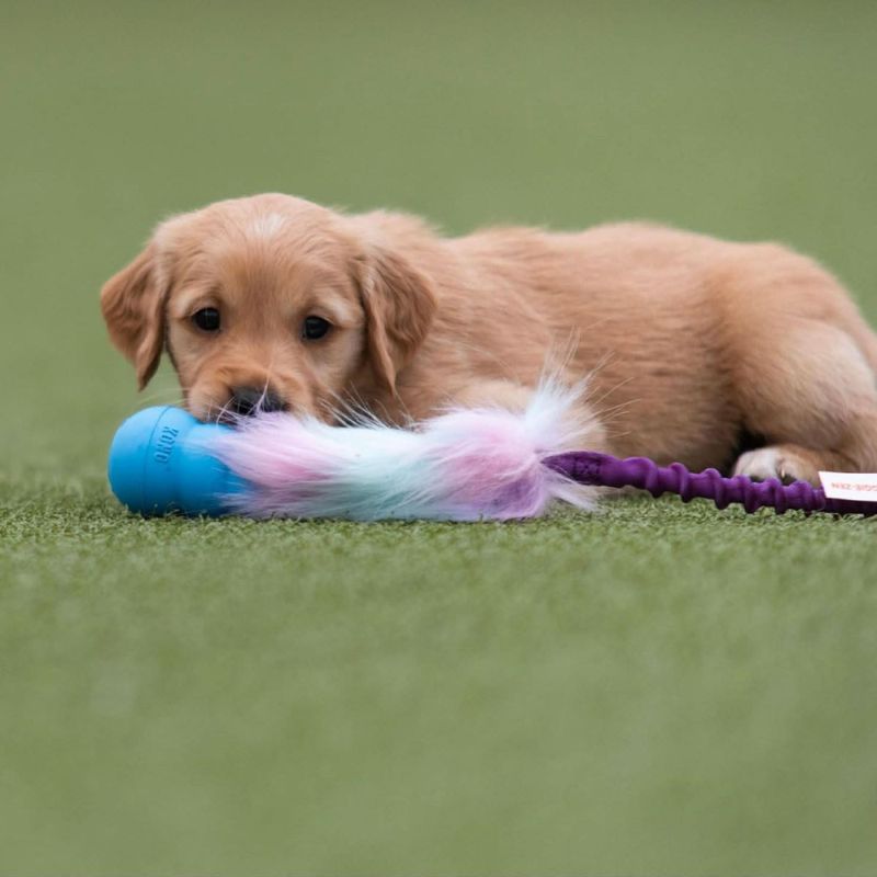 Doggie-zen kampleke med kong puppy