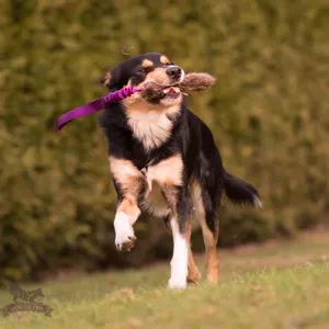 Hovedbilde Doggie-Zen Kampleke med beverpels