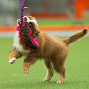 Hovedbilde Doggie-Zen Kampleke med fuskepels og villsvin