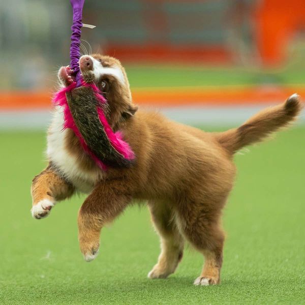 Doggie-Zen Kampleke med fuskepels og villsvin