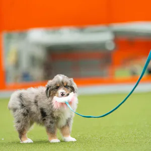 Hovedbilde Doggie-zen Liten jaktleke med kanin, fuskepels og ...