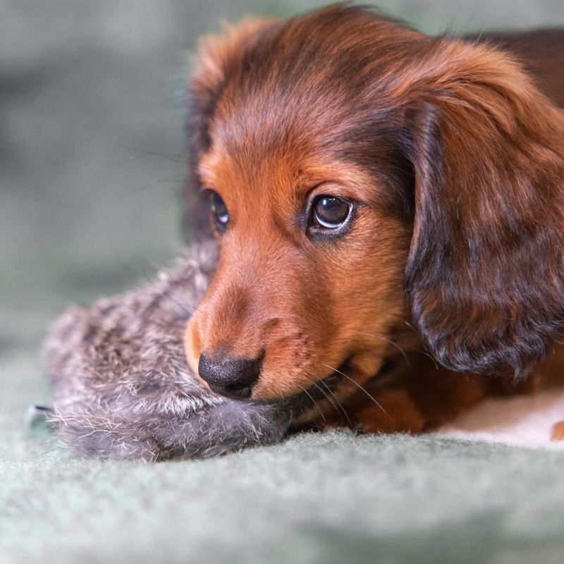 Paws Made Pocket squeaker kanin