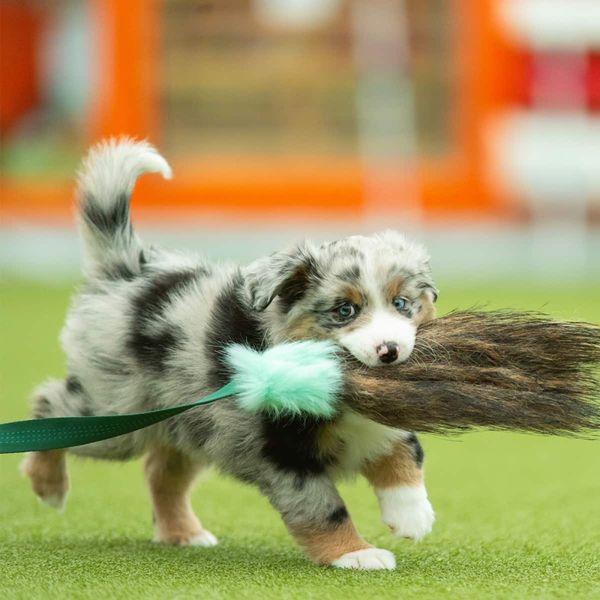 Doggie-zen Jaktleke med villsvin