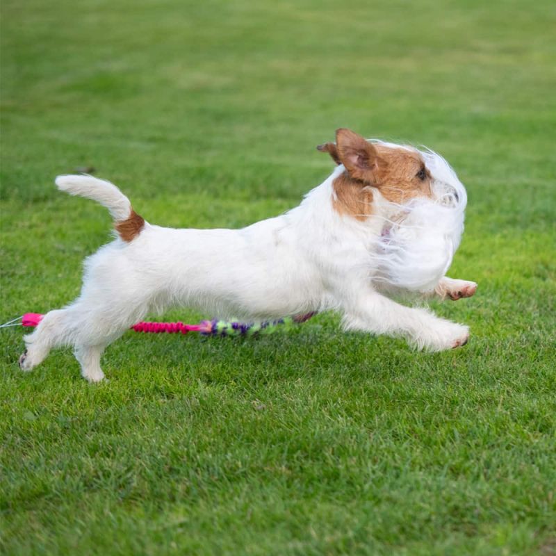 Doggie-Zen Lang jaktleke med sau, fuskepels og nettingball