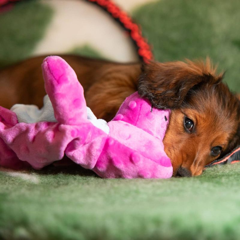 Paws Made Dinosaur