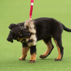 Hovedbilde Doggie-zen Vaskebj&oslash;rnshale med strikk
