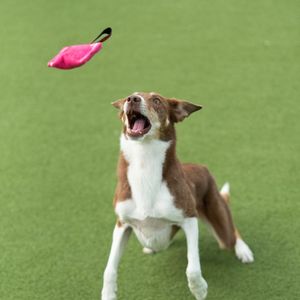 Hovedbilde Genuin Dogsport minibitepute