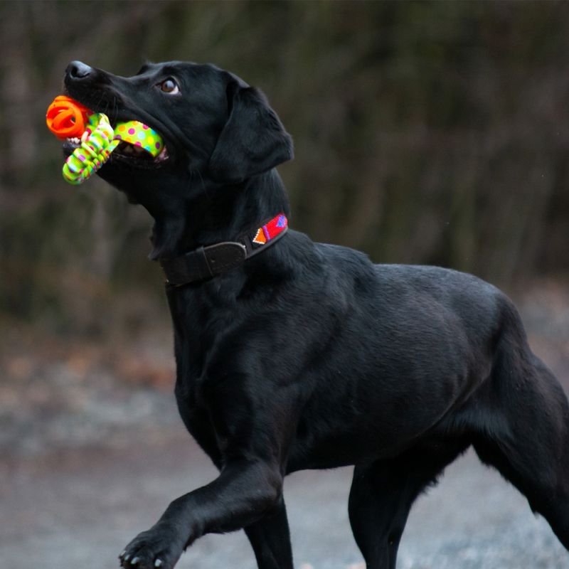 Dog's Craft breathe
